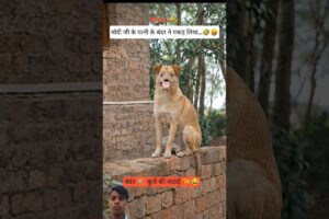 बंदर कुत्ते की लड़ाई 🦮😂 #Thetharjaanwar #shorts #comedy #funny #viralshots #Thetharpuns #dog