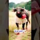 भैंस की जवानी 🥰🤡#comedyvideos #dontlaught #hilariousfails #funny #funnyvideos #jokes #trending