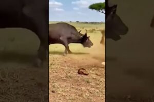 মাকি পারবে এই সিংহের হাত থেকে তার সন্তানকে বাঁ/চাতে😲