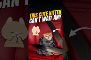 കുഞ്ഞി പൂച്ചക്ക് പ്രീയപ്പെട്ട പൂന്തോട്ടം 😍 this cute kitten loves garden #tamil #trend #viral