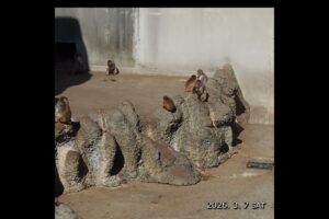 パンチくん、ぬいぐるみのお母さんと走り回る【2026.3.7】#市川市動植物園