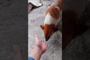 귀여운 강아지 세 마리 #shortvideo #shorts