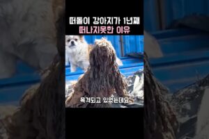 떠돌이 강아지가 1년째 떠나지못한 이유