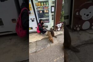 100% Humanity Restored! See How This Girl Helped Starving Monkeys 🐒🙏 #monkey #animals#story