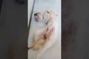 Cute Dog Collection, The World’s Cutest Puppies #dog #puppies #puppy #video #cute #cutest