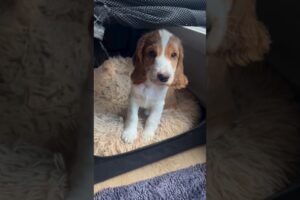 Lovely Cute Puppies #shorts