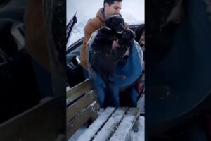 Amazing Animal Rescues That Will Melt Your Heart ❤️👉 “This AI generated for entertainment purposes”