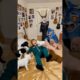 Cute puppies dance with sushininja &dog.#shorts #cuteanimals #puppies#funny@cholelovely-f6n