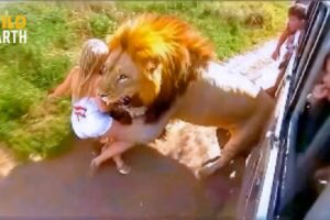 Craziest Animal Attacks Ever Caught On Camera | Amazing Animals #183