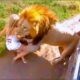 Craziest Animal Attacks Ever Caught On Camera | Amazing Animals #183
