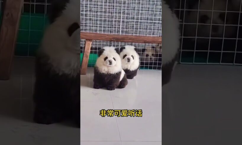 The love for these cute puppies grows day by day #dog #pet #cutedog #puppy #puppylove #cuteanimal