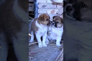 Cute Puppies #viral #shorts 🐶
