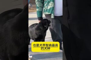 The love for these cute puppies grows day by day #dog #pet #cutedog #puppy #puppylove #cuteanimal