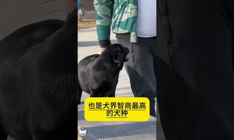 The love for these cute puppies grows day by day #dog #pet #cutedog #puppy #puppylove #cuteanimal