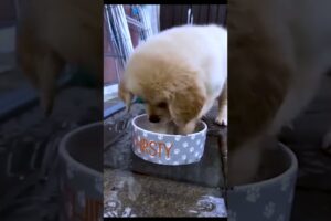 Cute Puppies #viral #shorts 🐶