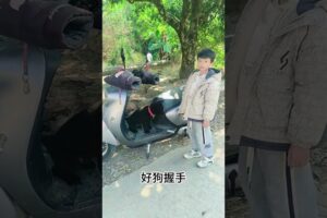 The love for these cute puppies grows day by day #dog #pet #cutedog #puppy #puppylove #cuteanimal