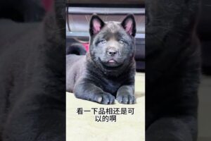 The love for these cute puppies grows day by day #dog #pet #cutedog #puppy #puppylove #cuteanimal