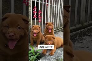 The love for these cute puppies grows day by day #dog #pet #cutedog #puppy #puppylove #cuteanimal