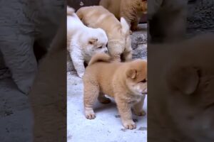 Cute Puppies #viral #shorts 🐶
