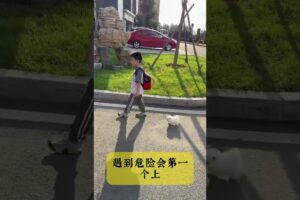 The love for these cute puppies grows day by day #dog #pet #cutedog #puppy #puppylove #cuteanimal