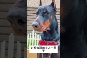 The love for these cute puppies grows day by day #dog #pet #cutedog #puppy #puppylove #cuteanimal