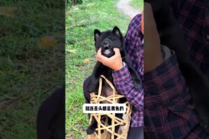 The love for these cute puppies grows day by day #dog #pet #cutedog #puppy #puppylove #cuteanimal