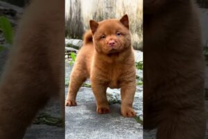 The love for these cute puppies grows day by day #dog #pet #cutedog #puppy #puppylove #cuteanimal