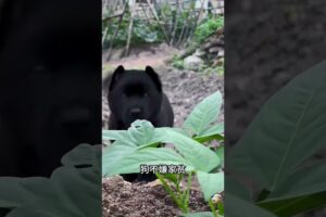 The love for these cute puppies grows day by day #dog #pet #cutedog #puppy #puppylove #cuteanimal