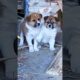 Cute Puppies #viral #shorts 🐶