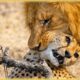 Craziest Lion Attacks Ever Caught On Camera | Animal Fights #193