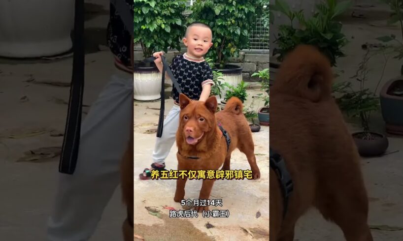 The love for these cute puppies grows day by day #dog #pet #cutedog #puppy #puppylove #cuteanimal