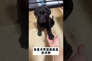 The love for these cute puppies grows day by day #dog #pet #cutedog #puppy #puppylove #cuteanimal