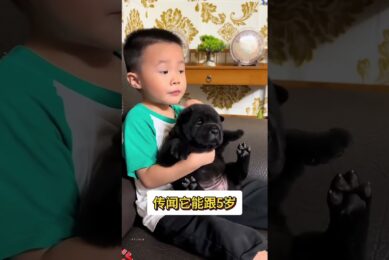 The love for these cute puppies grows day by day #dog #pet #cutedog #puppy #puppylove #cuteanimal