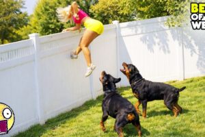 Best Fails of The Week | Funniest Fails Compilation | Funny Video | FailArmy part 24