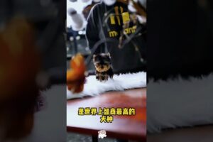 The love for these cute puppies grows day by day #dog #pet #cutedog #puppy #puppylove #cuteanimal