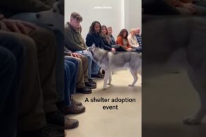 A shelter adoption event where dozens of people sit quietly.. petBee Stories #dogadoption #shorts