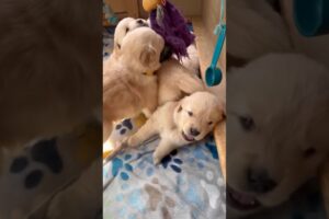 Funny Cute Puppies #shorts