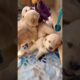Funny Cute Puppies #shorts