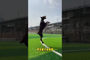 The love for these cute puppies grows day by day #dog #pet #cutedog #puppy #puppylove #cuteanimal