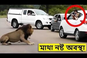 পশুদের খেপালে কি হয়, জঙ্গলের ভয়ংকর দৃশ্য 😨 #animals #viral
