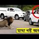 পশুদের খেপালে কি হয়, জঙ্গলের ভয়ংকর দৃশ্য 😨 #animals #viral