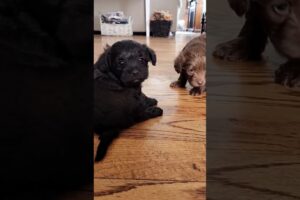 Lovely Cute Puppies #shorts