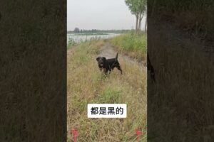 The love for these cute puppies grows day by day #dog #pet #cutedog #puppy #puppylove #cuteanimal