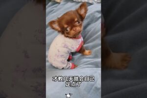 The love for these cute puppies grows day by day #dog #pet #cutedog #puppy #puppylove #cuteanimal