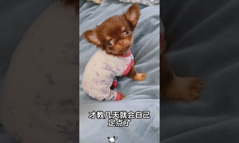 The love for these cute puppies grows day by day #dog #pet #cutedog #puppy #puppylove #cuteanimal