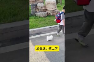 The love for these cute puppies grows day by day #dog #pet #cutedog #puppy #puppylove #cuteanimal