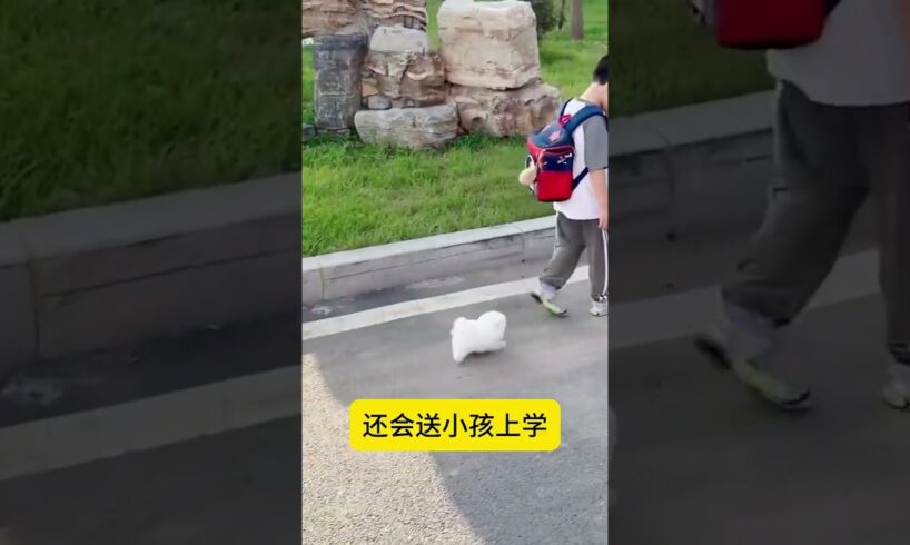 The love for these cute puppies grows day by day #dog #pet #cutedog #puppy #puppylove #cuteanimal