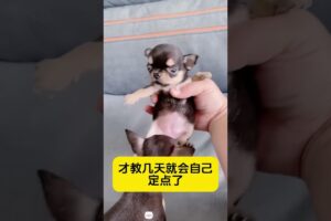 The love for these cute puppies grows day by day #dog #pet #cutedog #puppy #puppylove #cuteanimal