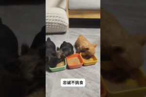 The love for these cute puppies grows day by day #dog #pet #cutedog #puppy #puppylove #cuteanimal