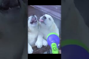 Cute Puppies #viral #shorts 🐶